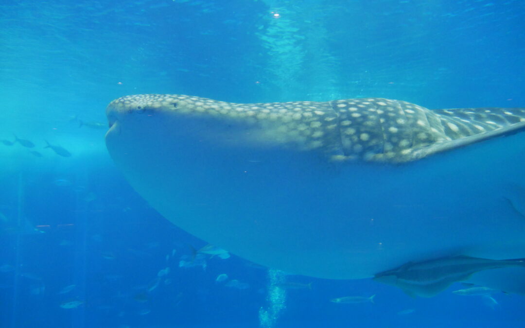 Okinawa Churaumi Aquarium, místo které musíte navštívit