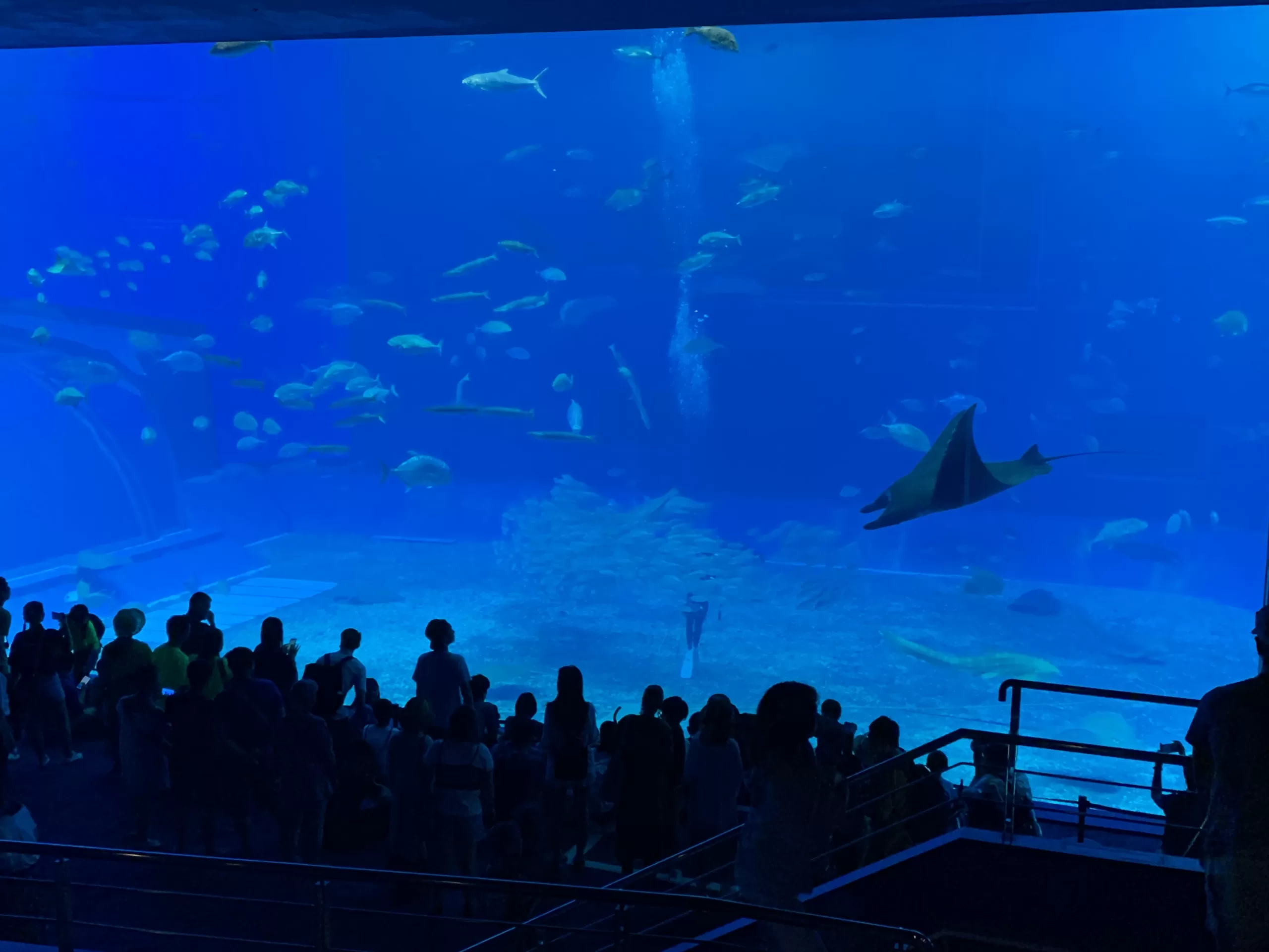 Okinawa Churaumi Aquarium, místo které musíte navštívit - Cestování po Japonsku - Petr Sycha