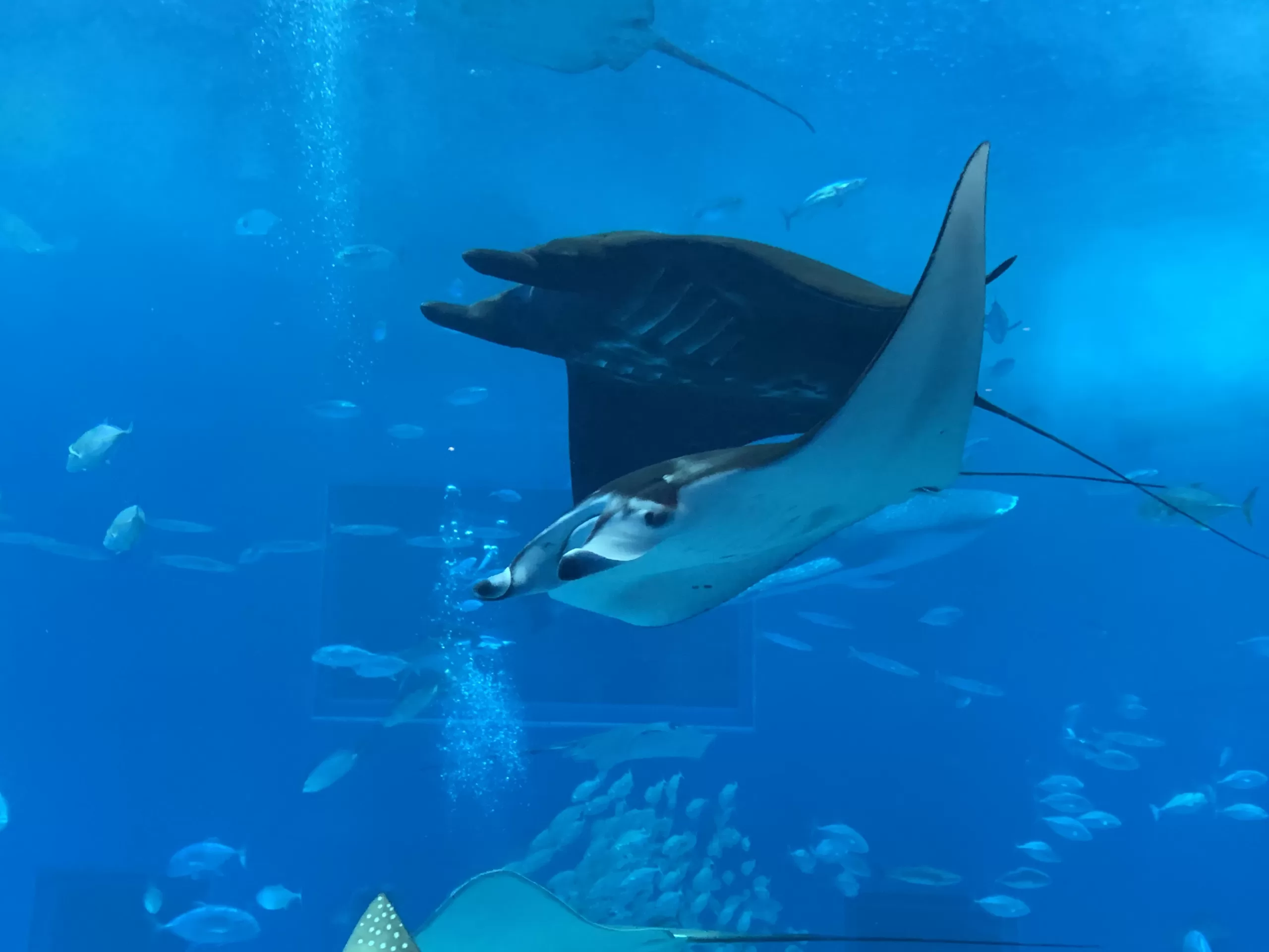 Okinawa Churaumi Aquarium, místo které musíte navštívit - Cestování po Japonsku - Petr Sycha