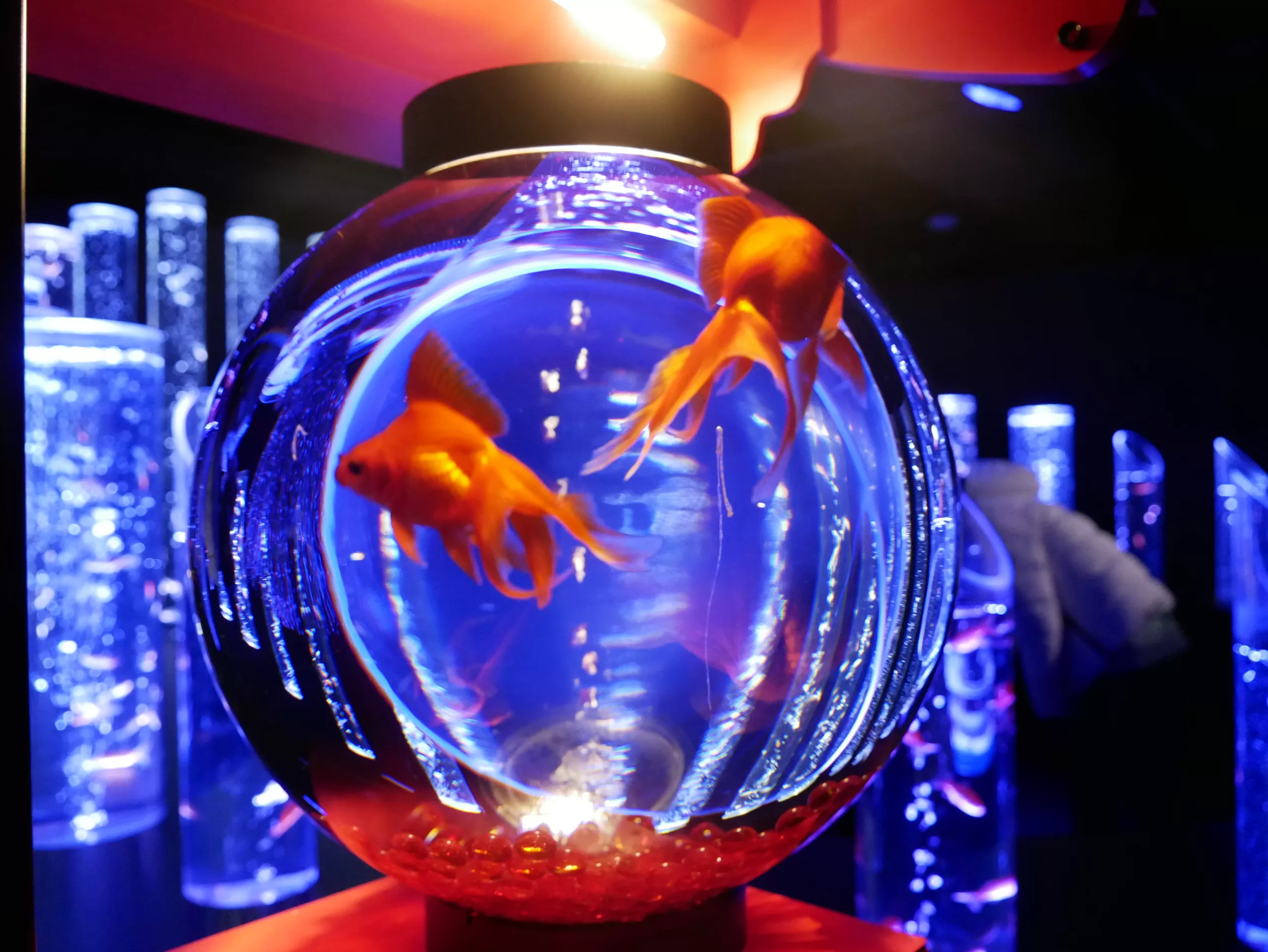 Art Aquarium muzeum Ginza - magické místo uprostřed nejznámější ulice v Tokiu - Cestování po Japonsku - Petr Sycha