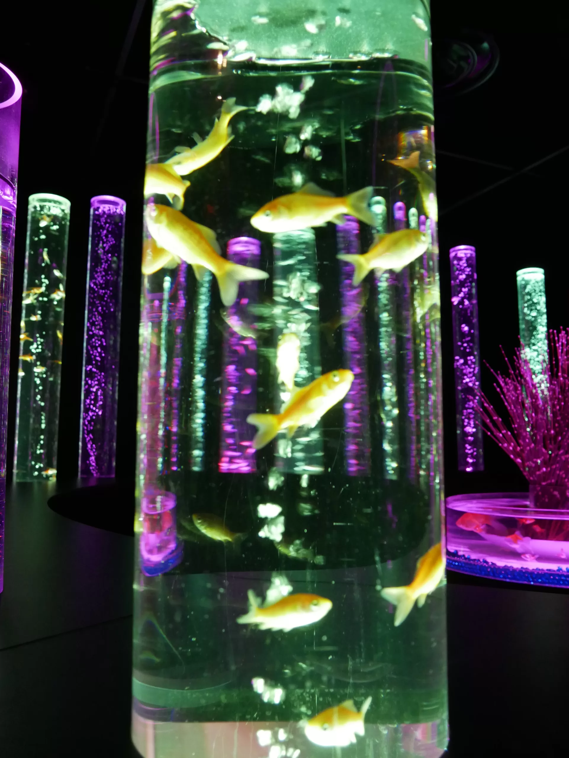 Art Aquarium muzeum Ginza - magické místo uprostřed nejznámější ulice v Tokiu - Cestování po Japonsku - Petr Sycha