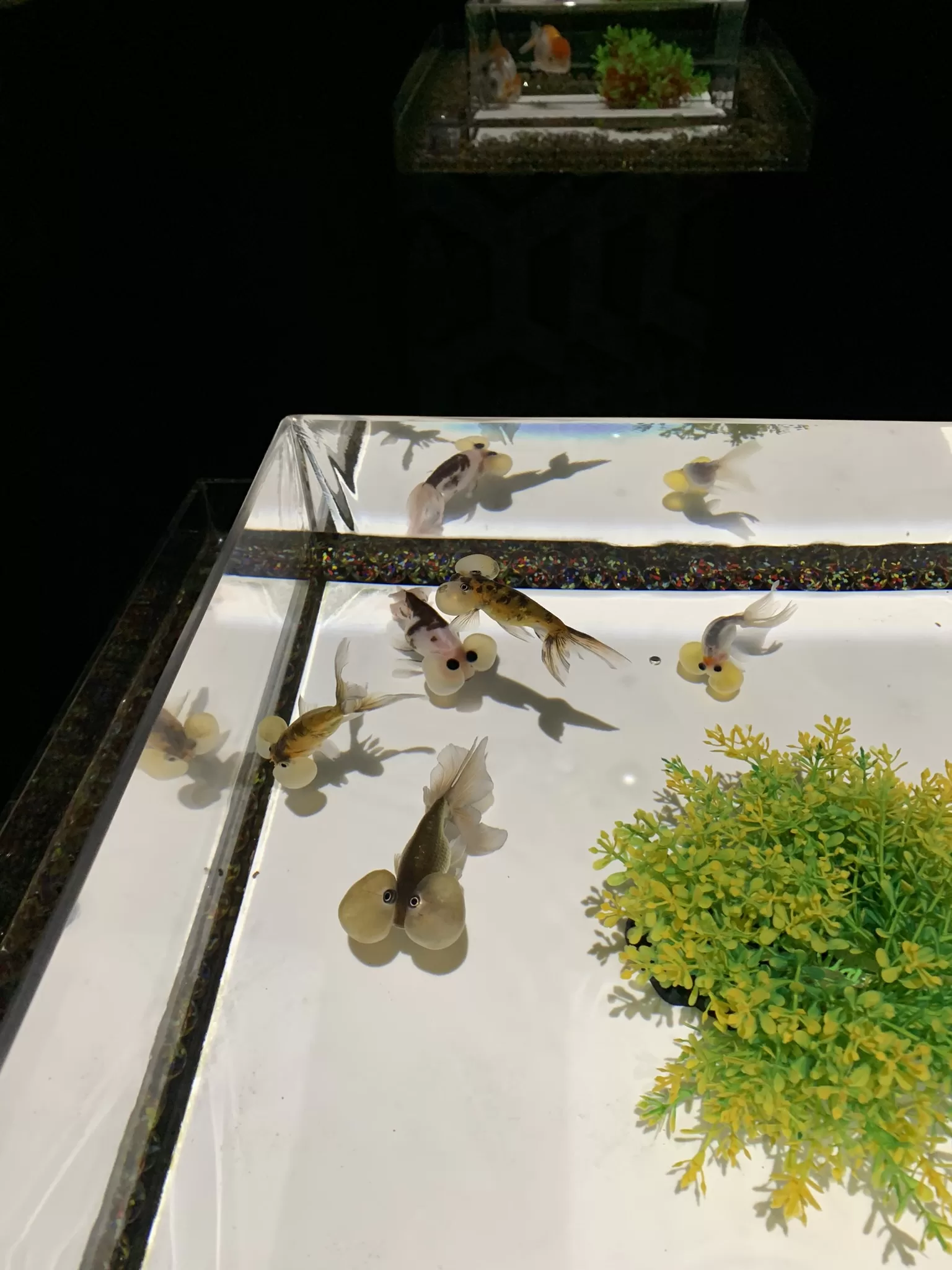 Art Aquarium muzeum Ginza - magické místo uprostřed nejznámější ulice v Tokiu - Cestování po Japonsku - Petr Sycha