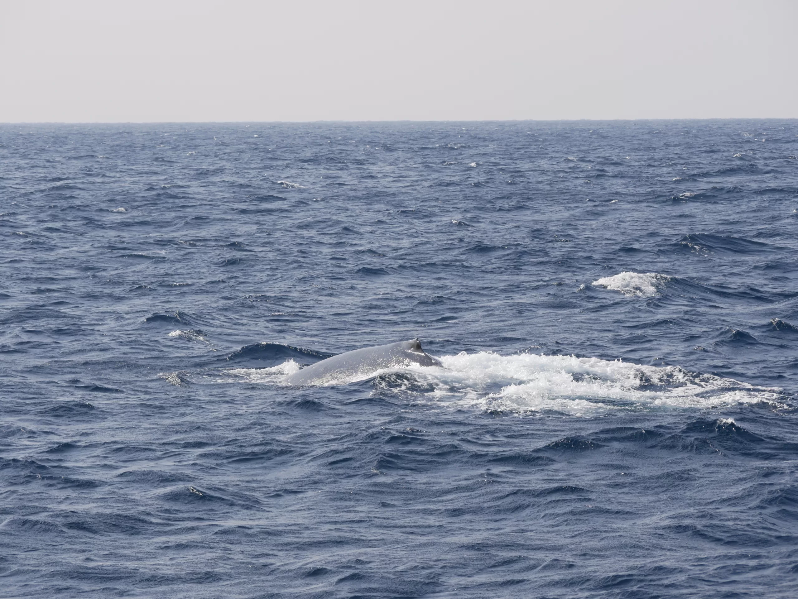 Pozorování velryb v Japonsku - Cestování po Japonsku - Petr Sycha