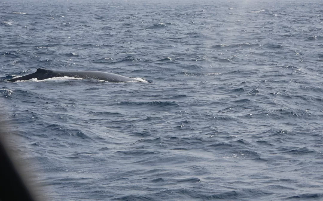 Pozorování velryb v Japonsku