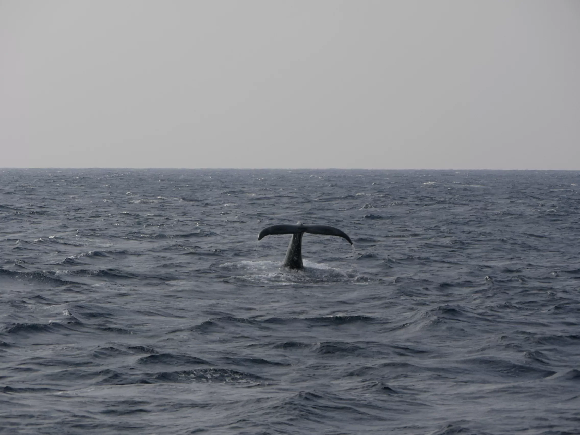 Pozorování velryb v Japonsku - Cestování po Japonsku - Petr Sycha