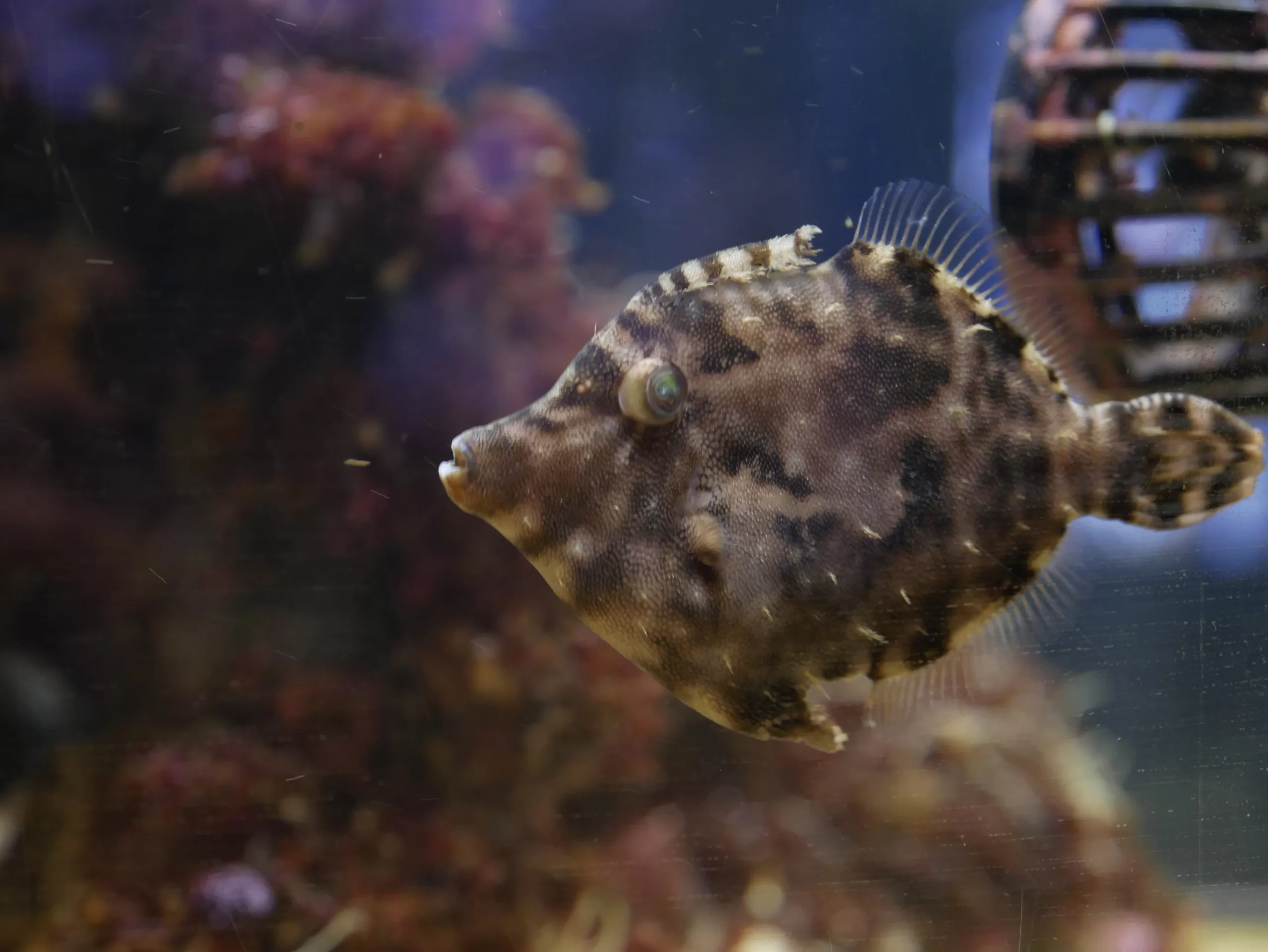 Kariyushi akvárium na Okinawě - Cestování po Japonsku - Petr Sycha