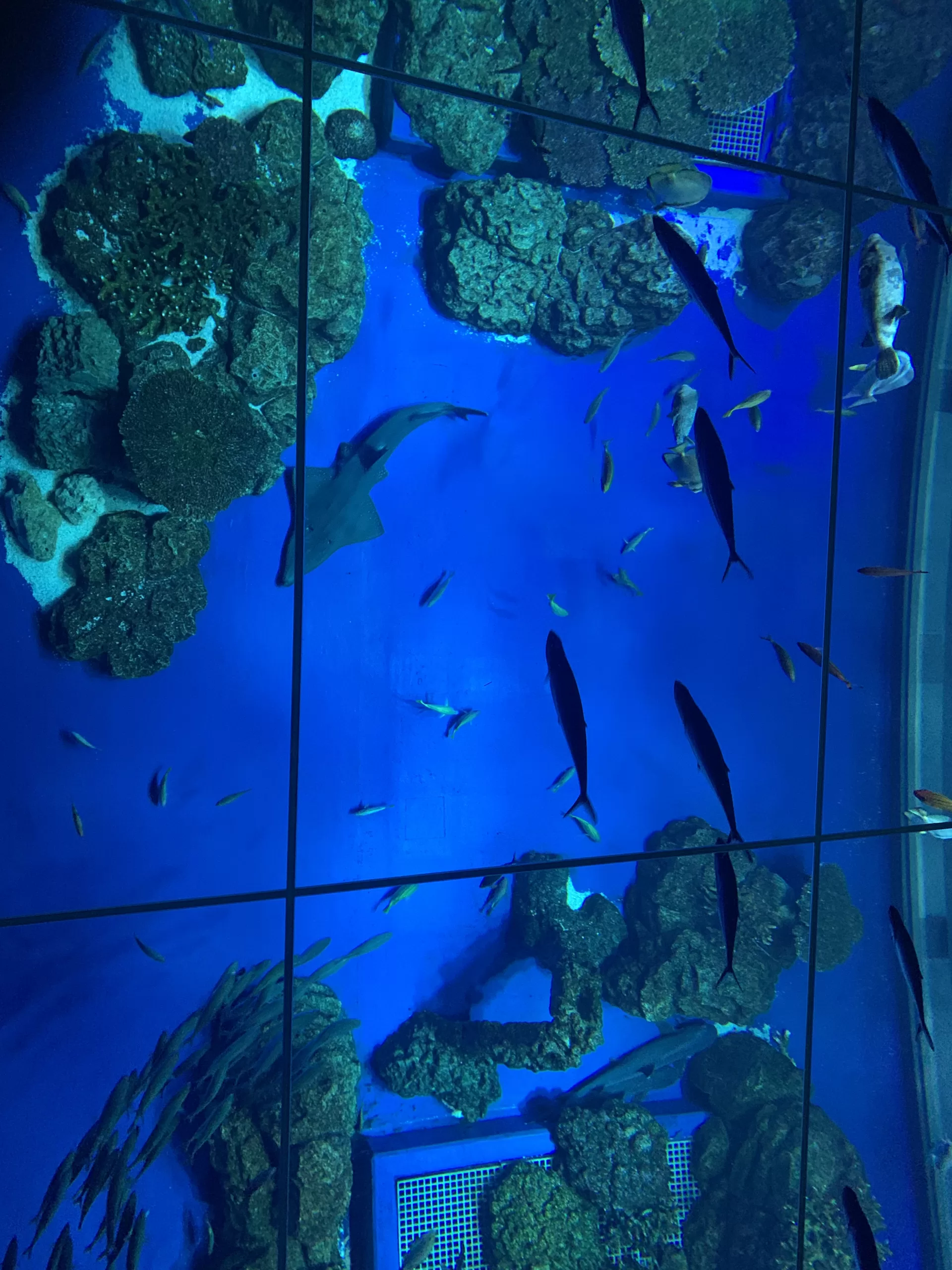 Kariyushi akvárium na Okinawě - Cestování po Japonsku - Petr Sycha