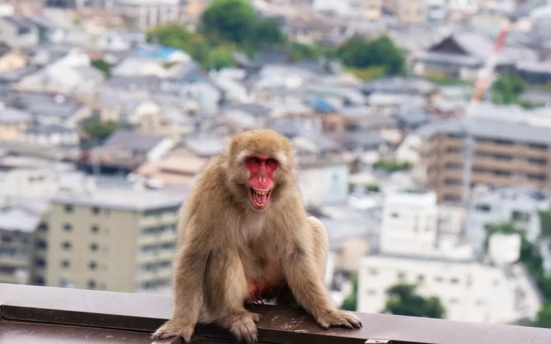 Opičí park na hoře Arashiyama v Kjótu