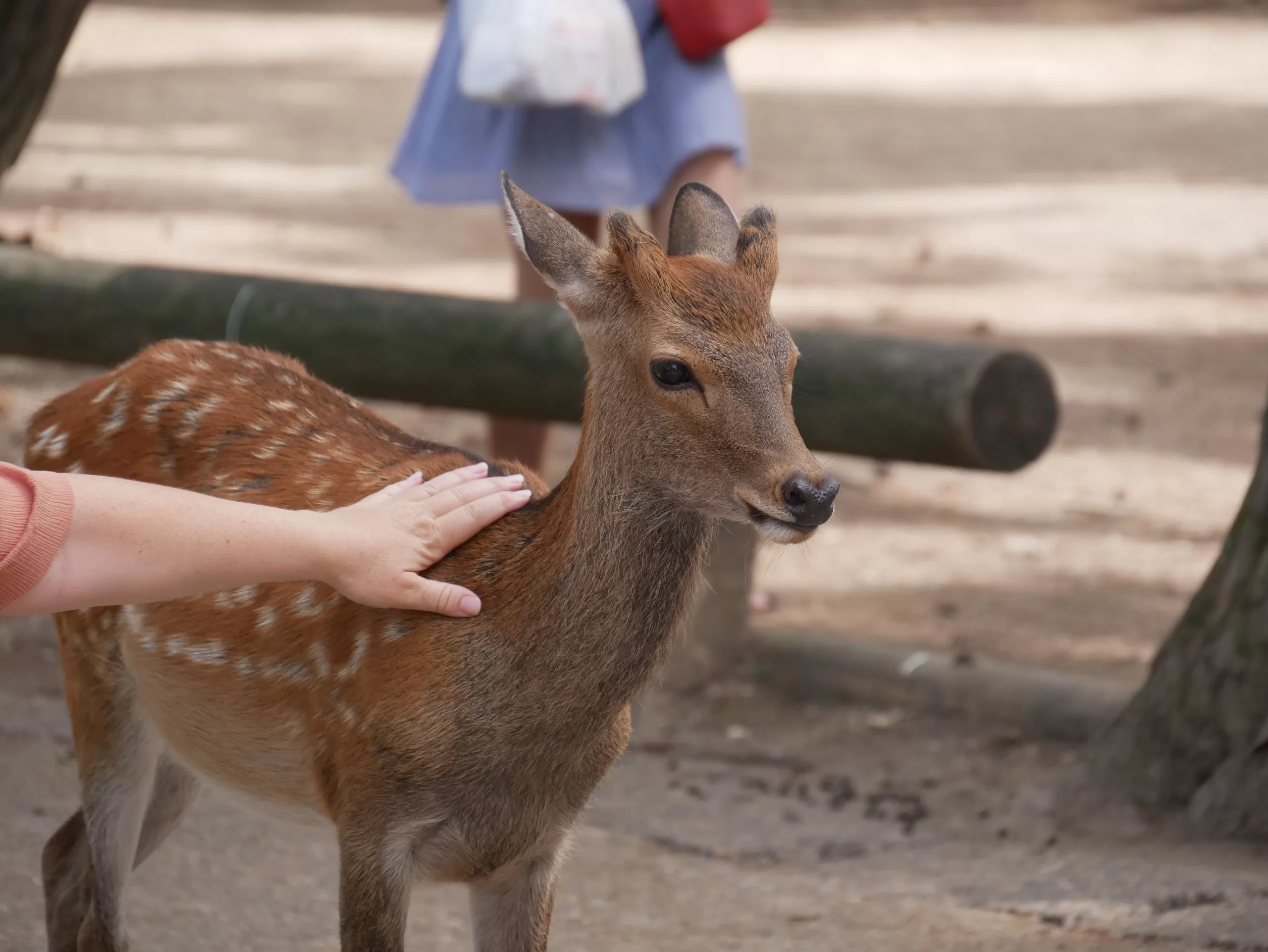 Kde v Japonsku můžete potkat klanící se jelínky - Cestování po Japonsku - Petr Sycha