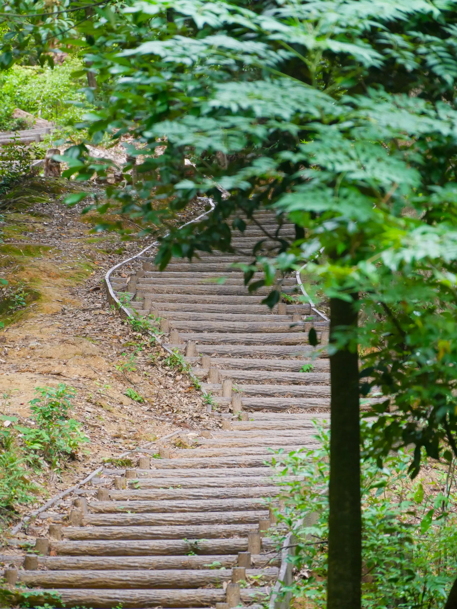 Opičí park na hoře Arashiyama v Kjótu - Cestování po Japonsku - Petr Sycha