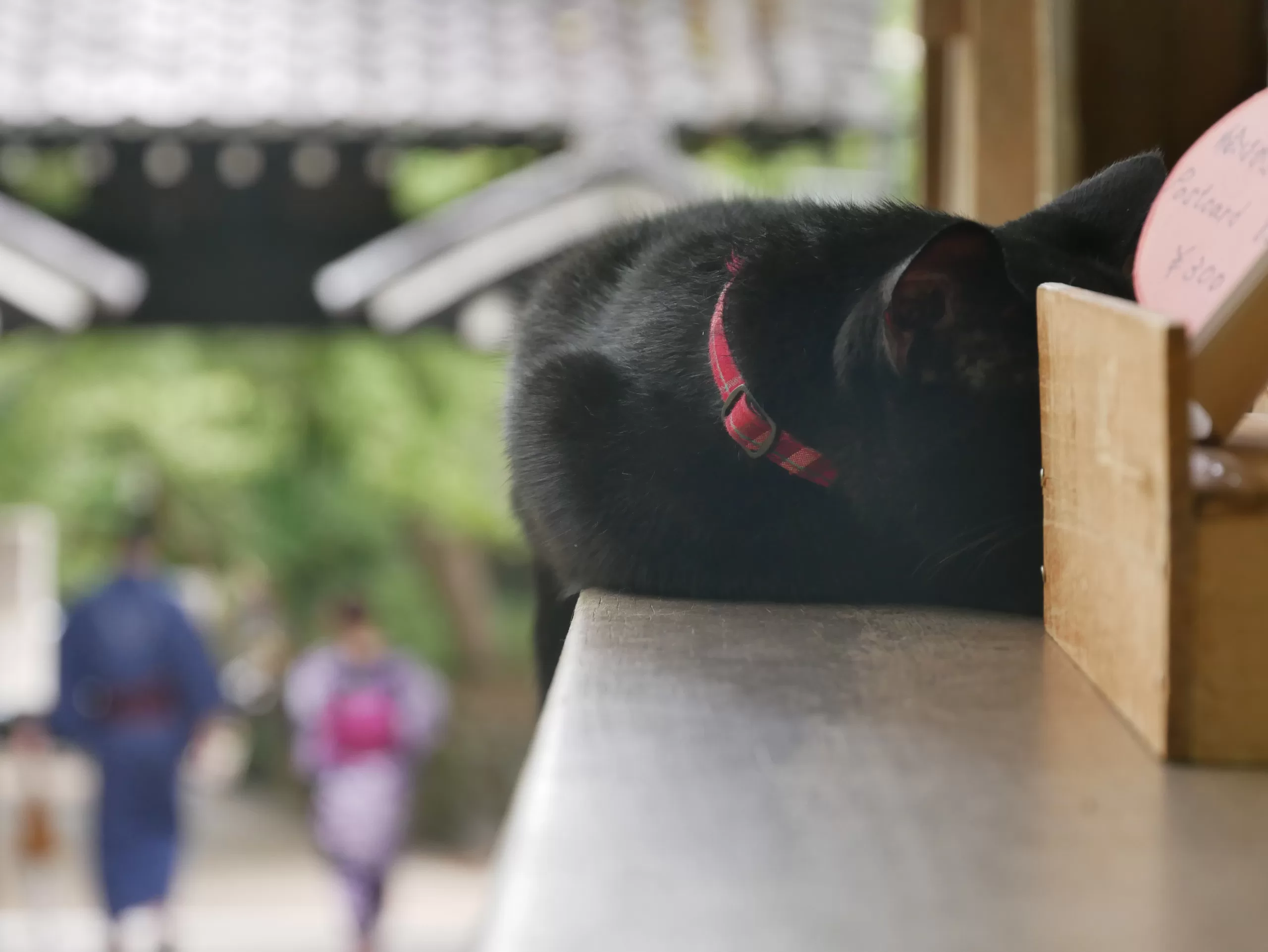 Opičí park na hoře Arashiyama v Kjótu - Cestování po Japonsku - Petr Sycha
