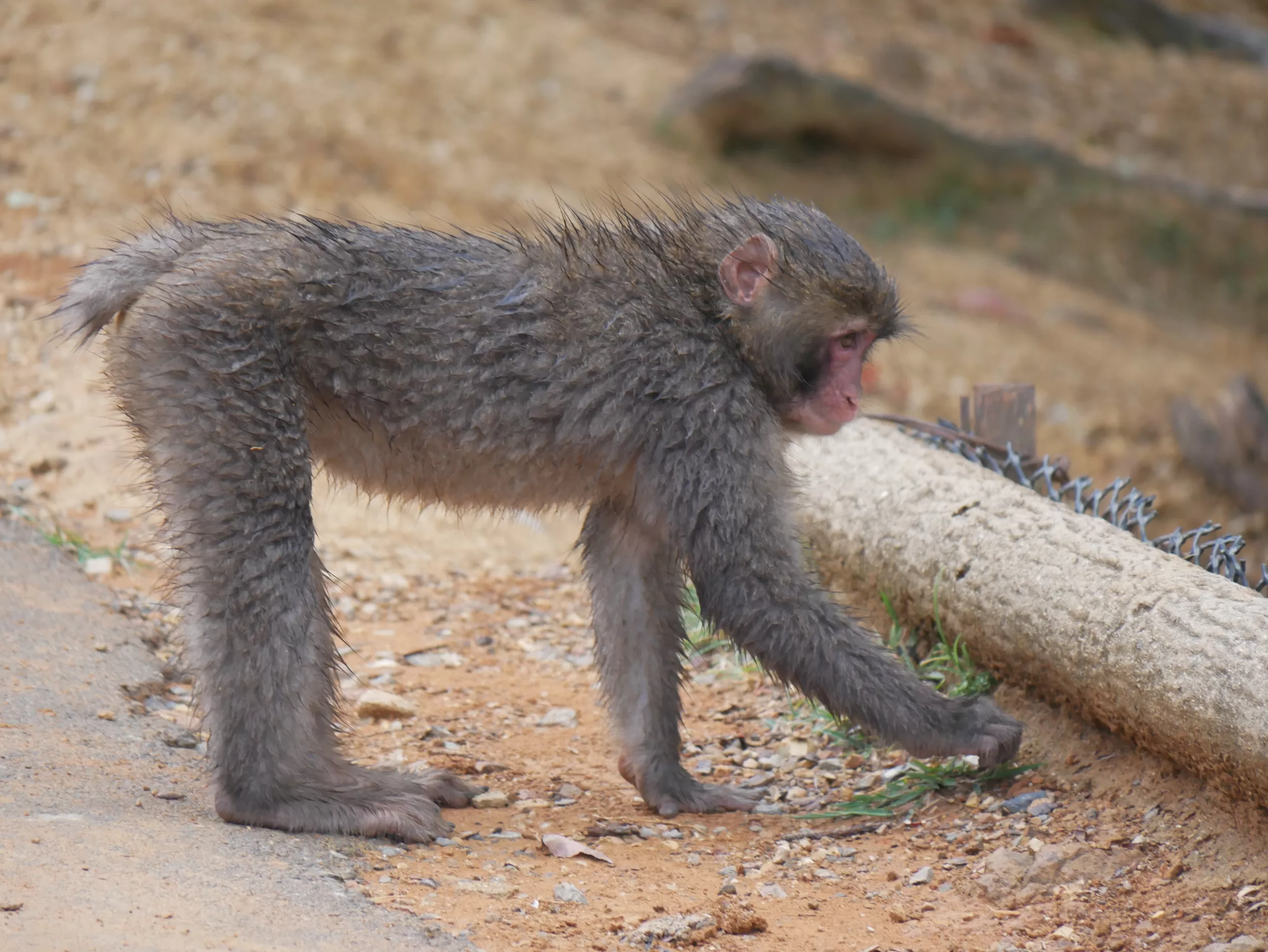 Opičí park na hoře Arashiyama v Kjótu - Cestování po Japonsku - Petr Sycha